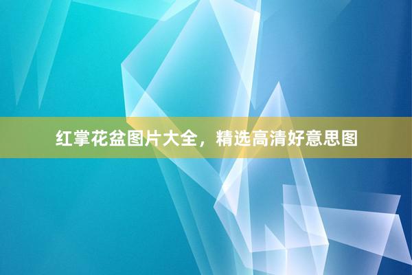 红掌花盆图片大全，精选高清好意思图